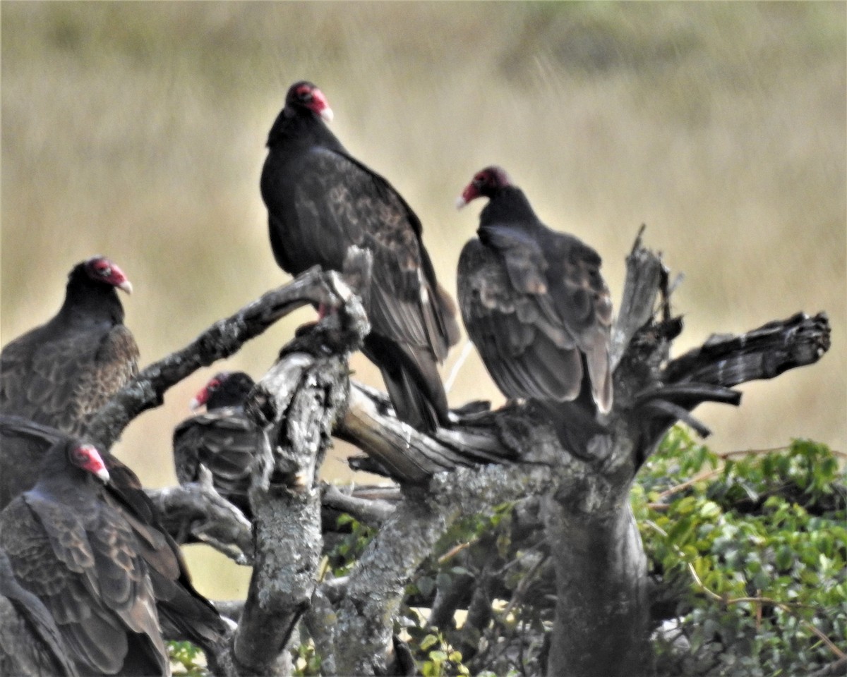 Turkey Vulture - ML386084481