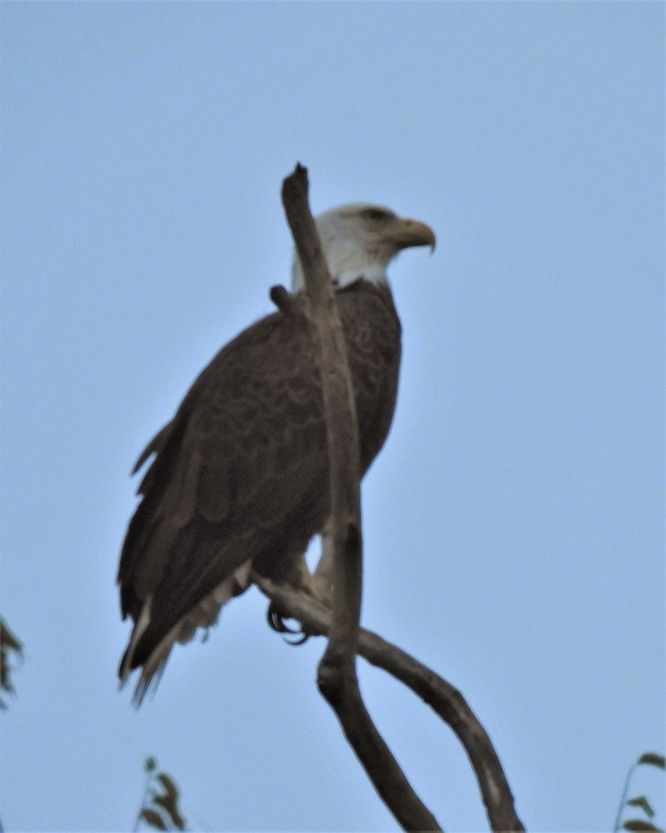 Bald Eagle - Rick Kittinger