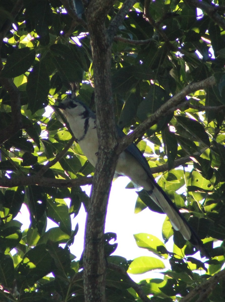 White-throated Magpie-Jay - ML386085001