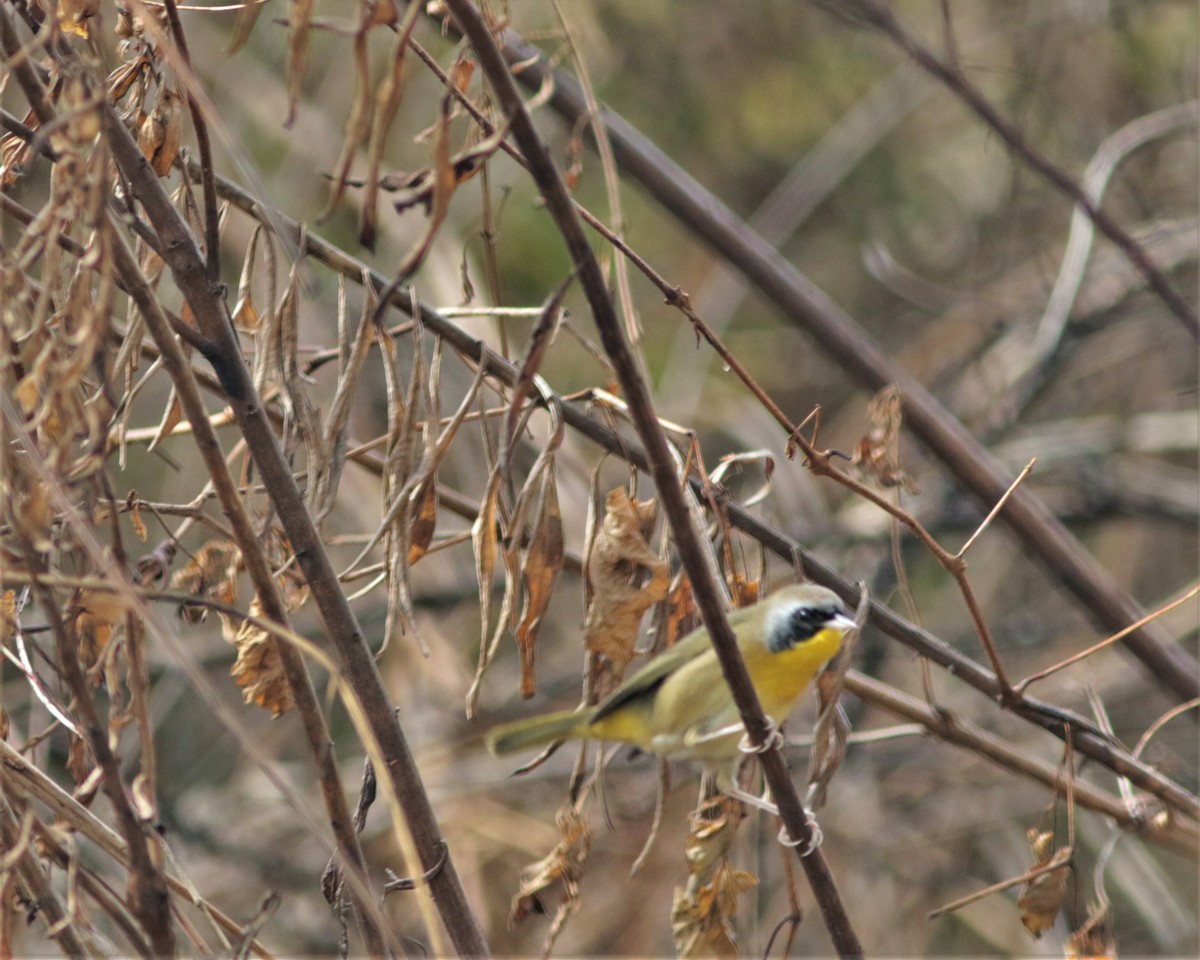 Common Yellowthroat - ML386085291