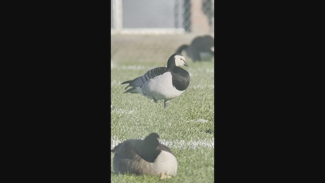 Barnacle Goose - ML386085381