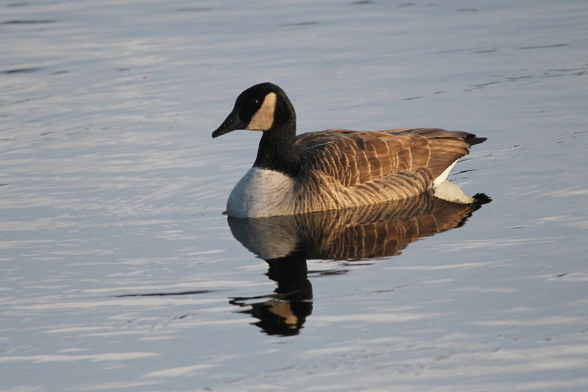 Canada Goose - ML386086251