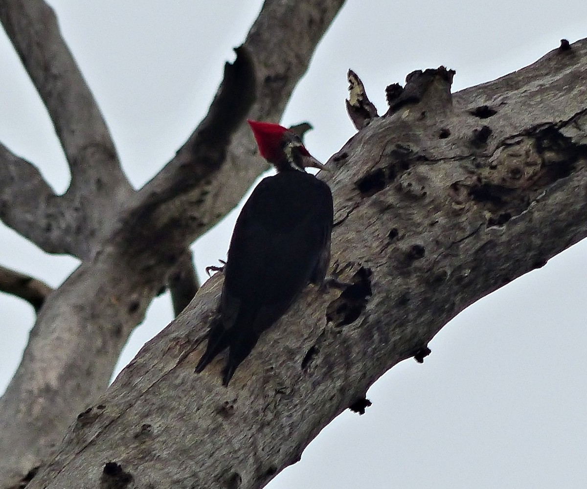 Black-bodied Woodpecker - ML386086341