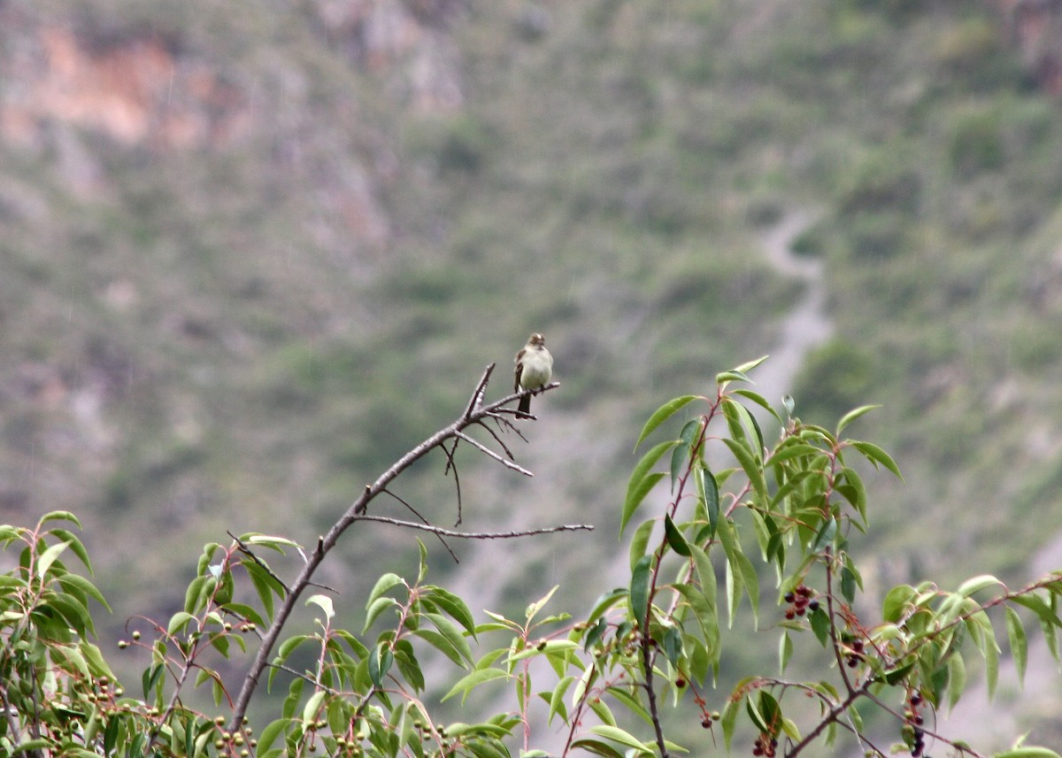 White-crested Elaenia - ML386086391