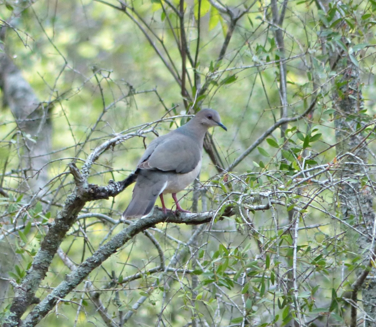 White-tipped Dove - Carlos Schmidtutz