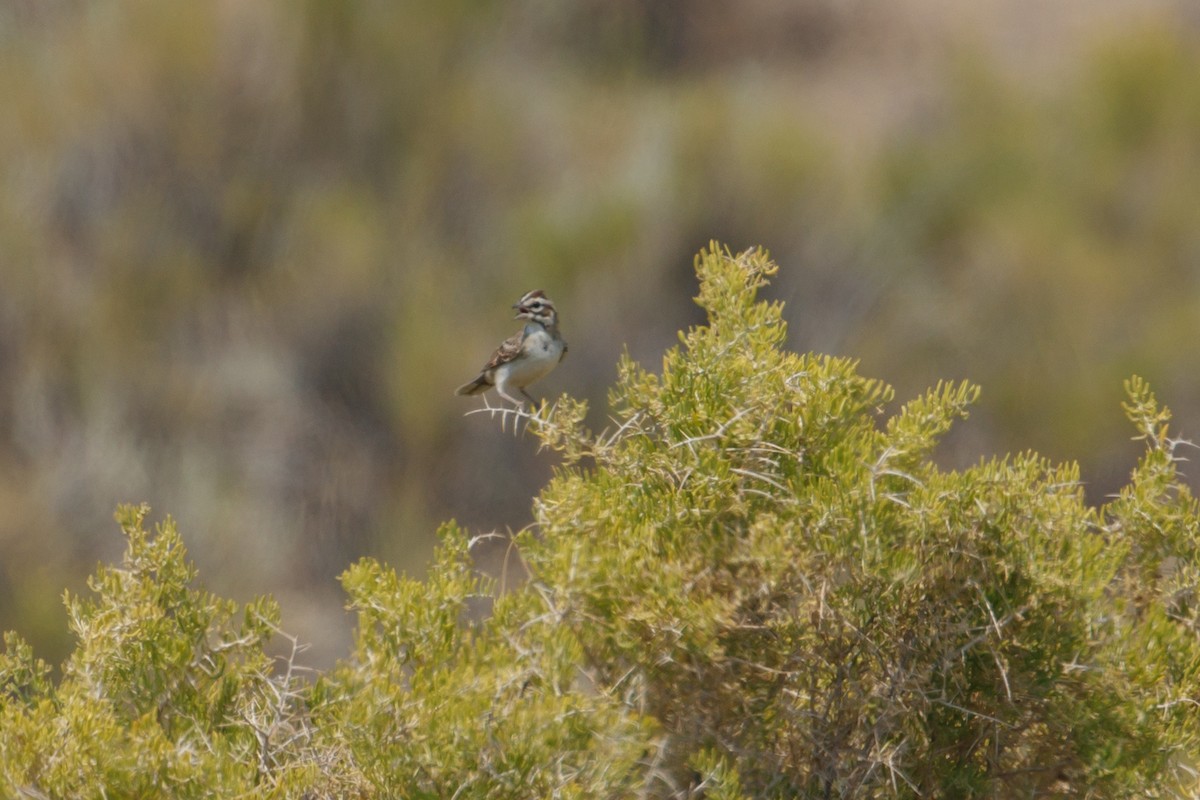 Lark Sparrow - ML386088261