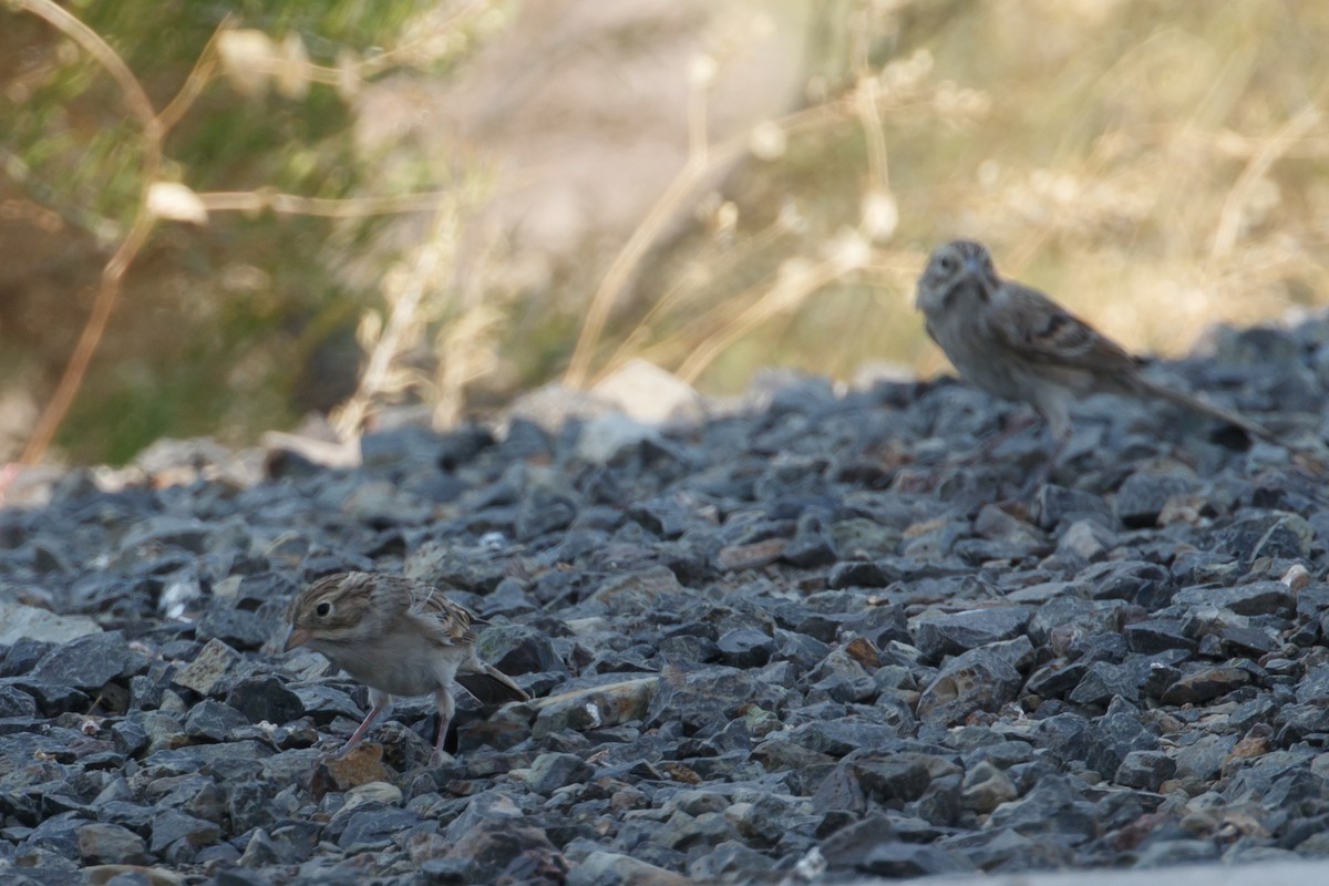 Brewer's Sparrow - ML386088331