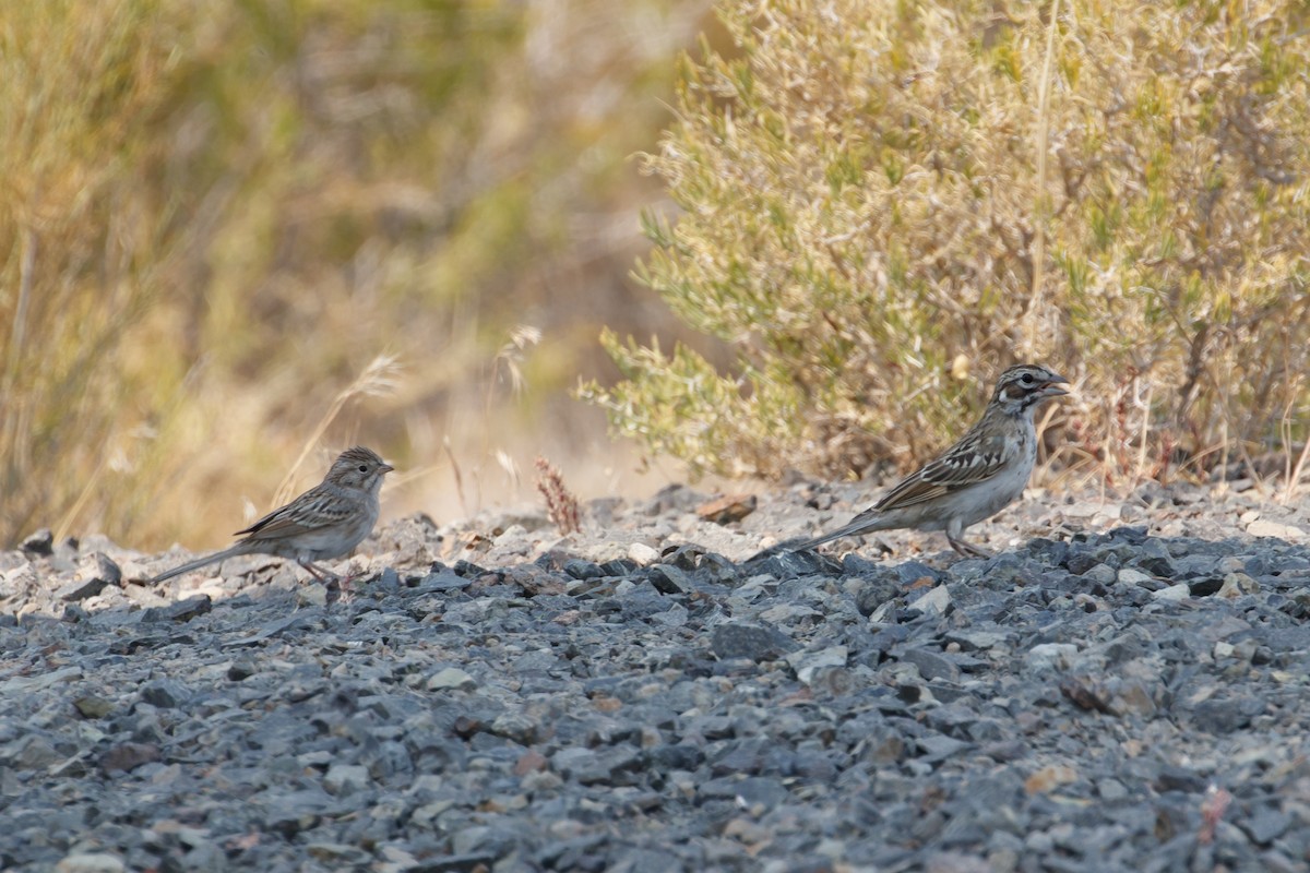 Brewer's Sparrow - ML386088341