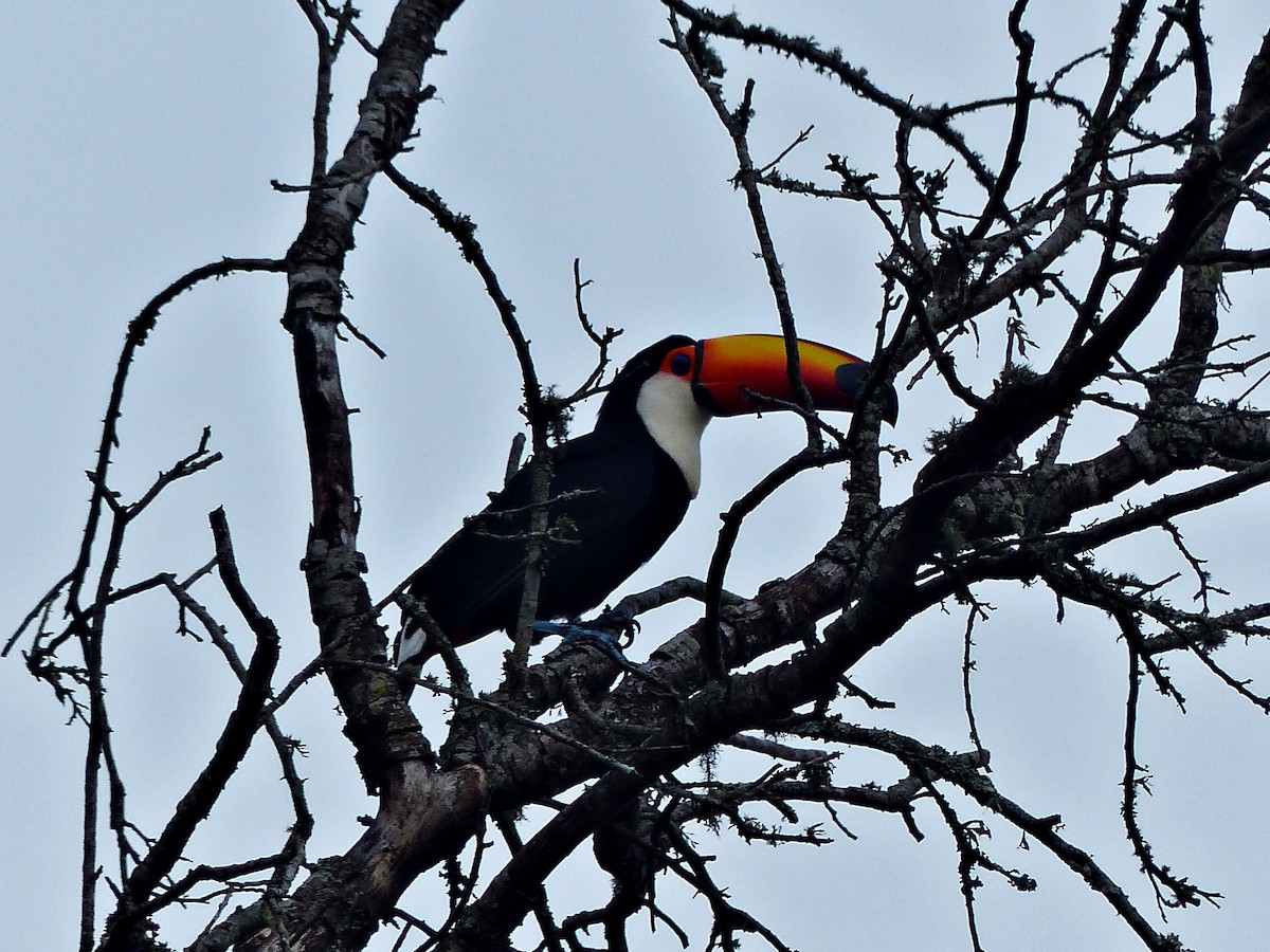 Toco Toucan - ML386089231