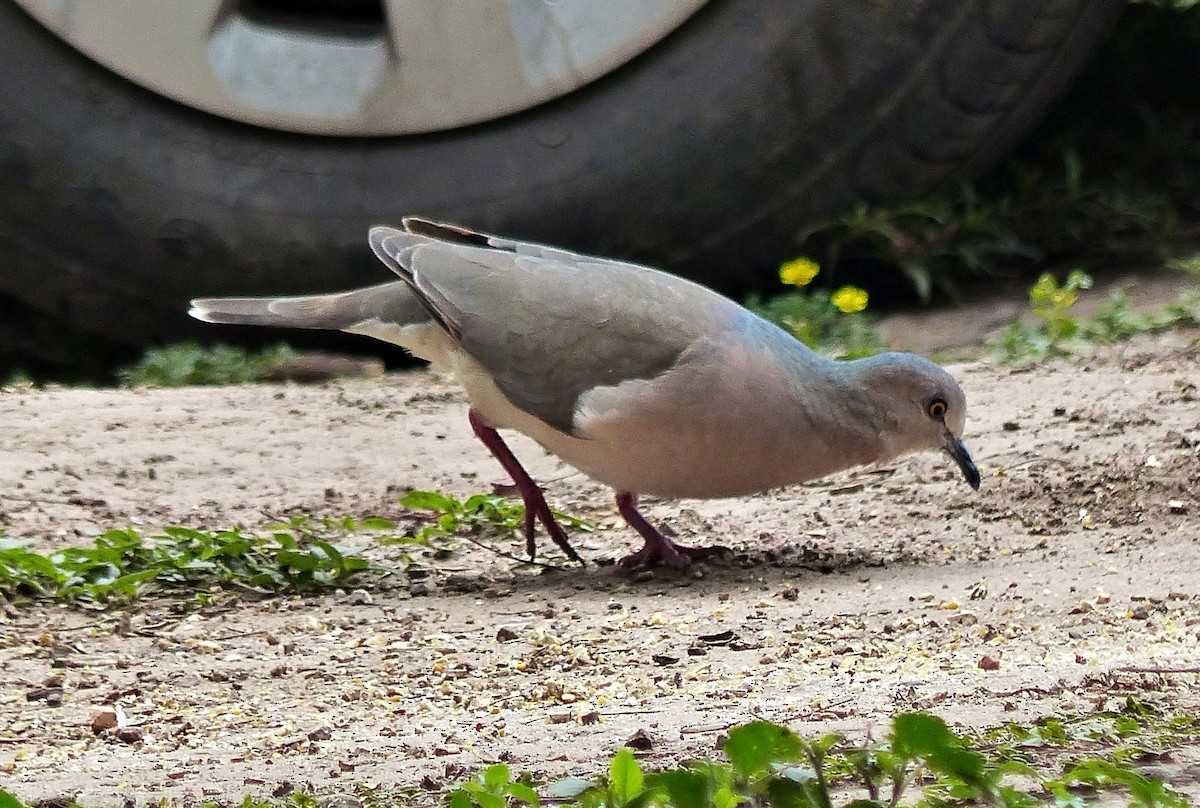 White-tipped Dove - Carlos Schmidtutz