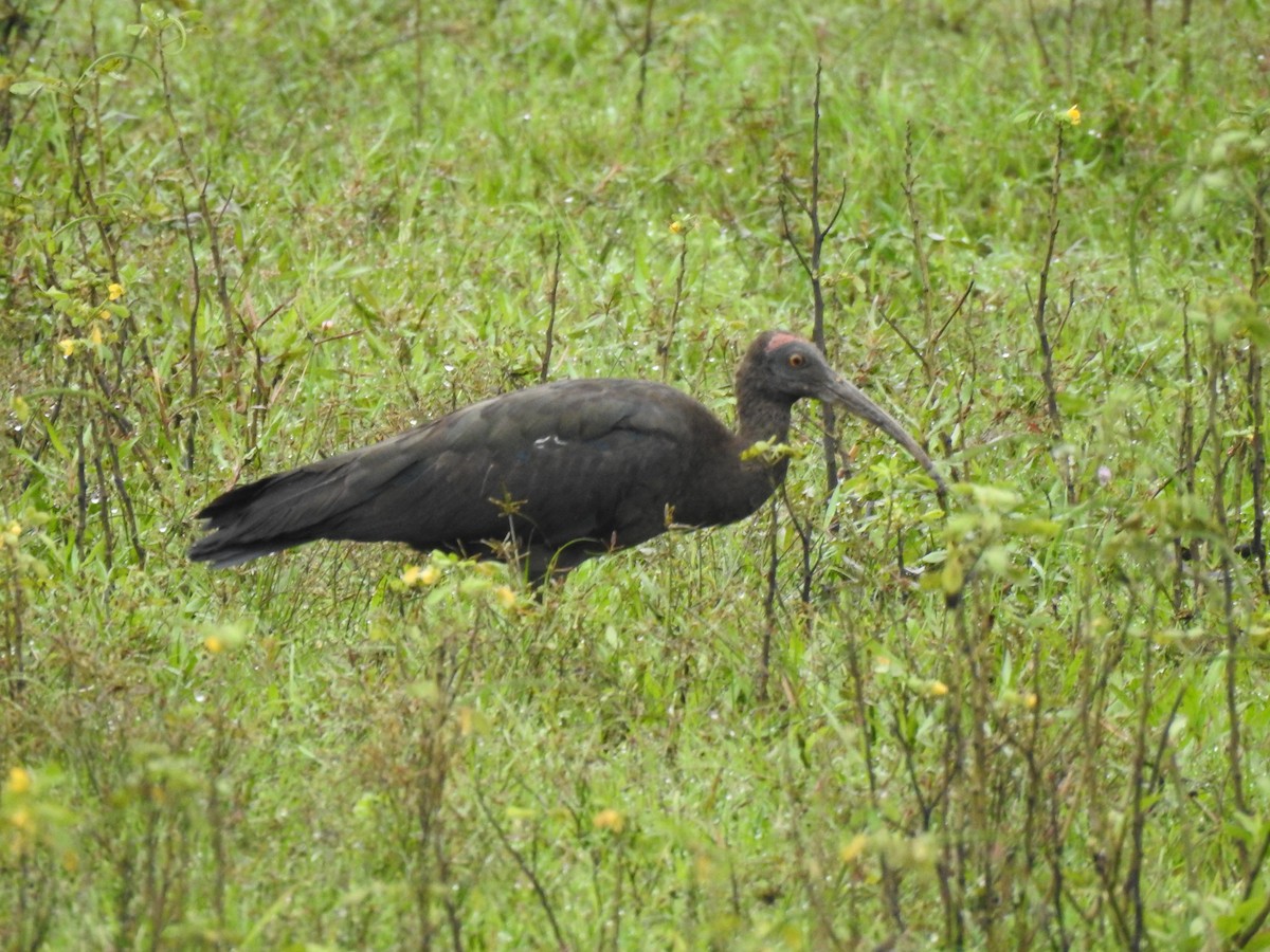 Red-naped Ibis - ML386091341