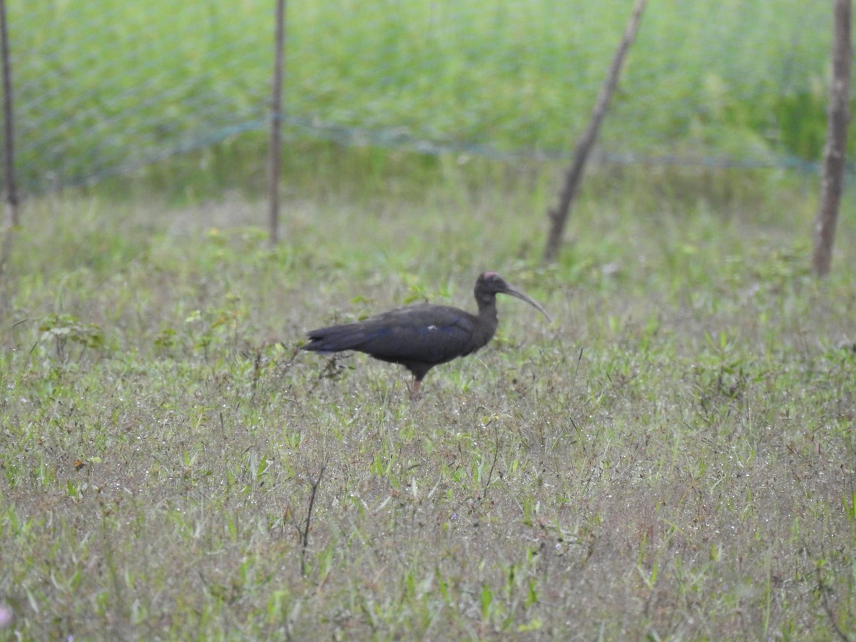 Red-naped Ibis - ML386091481