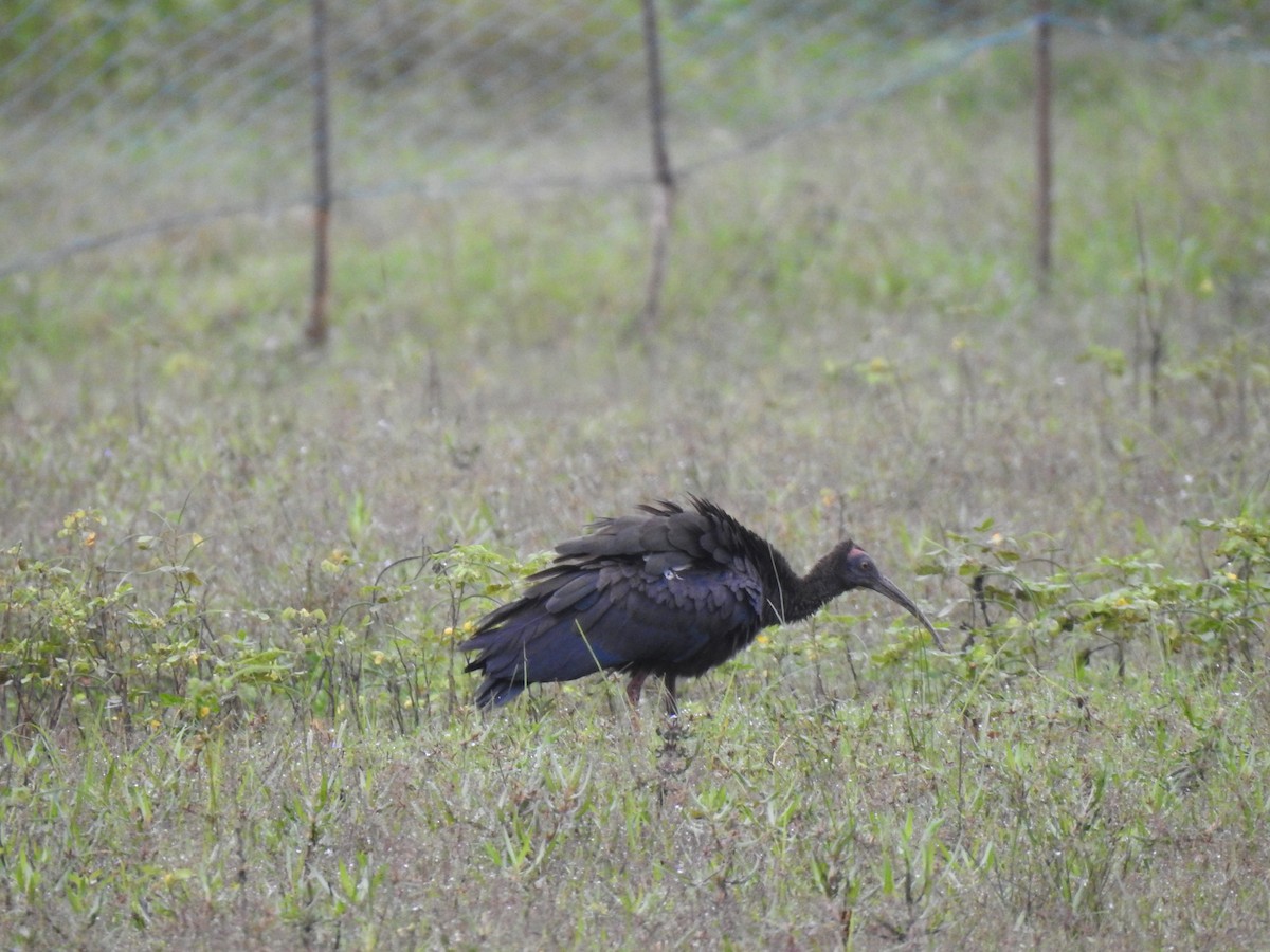 Red-naped Ibis - ML386091631