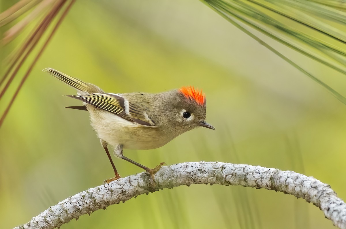 Ruby-crowned Kinglet - ML386091681