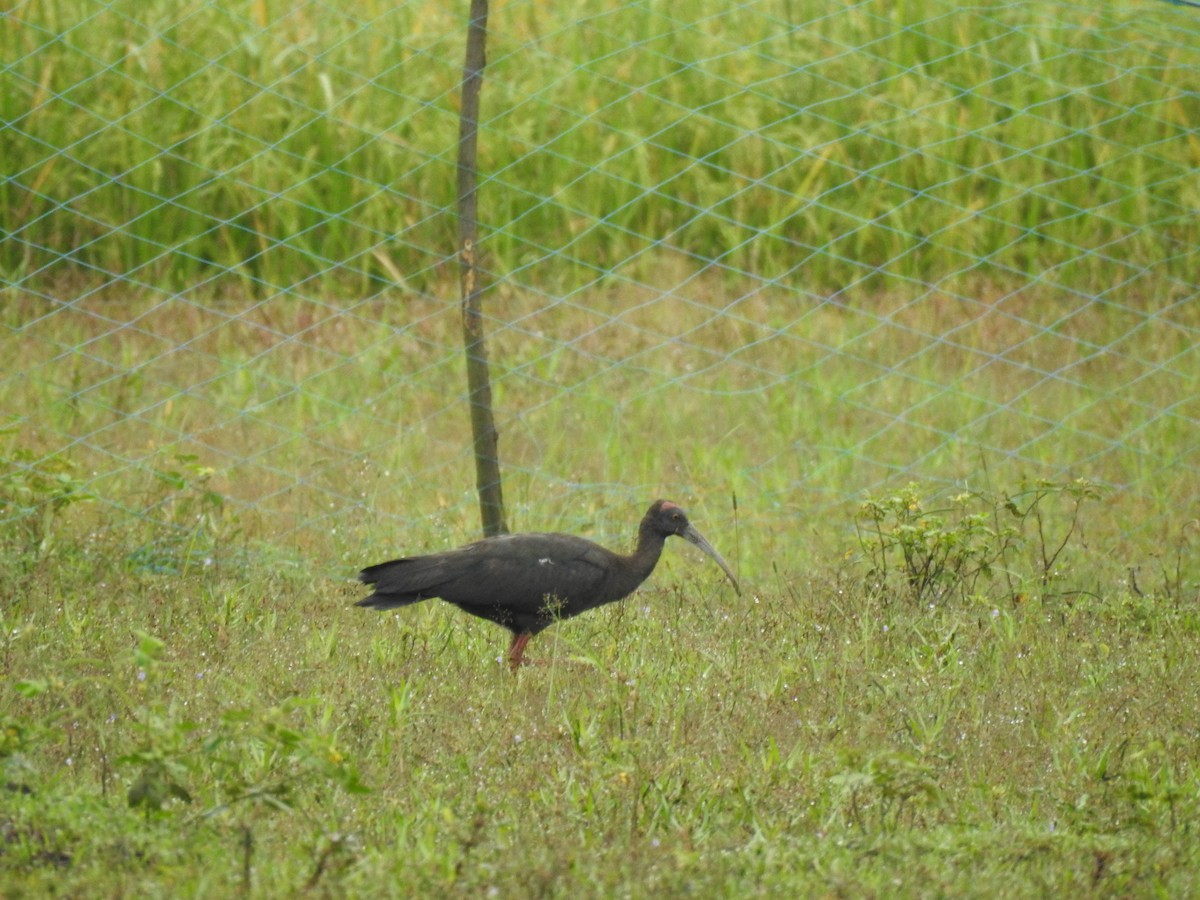 Red-naped Ibis - ML386091731