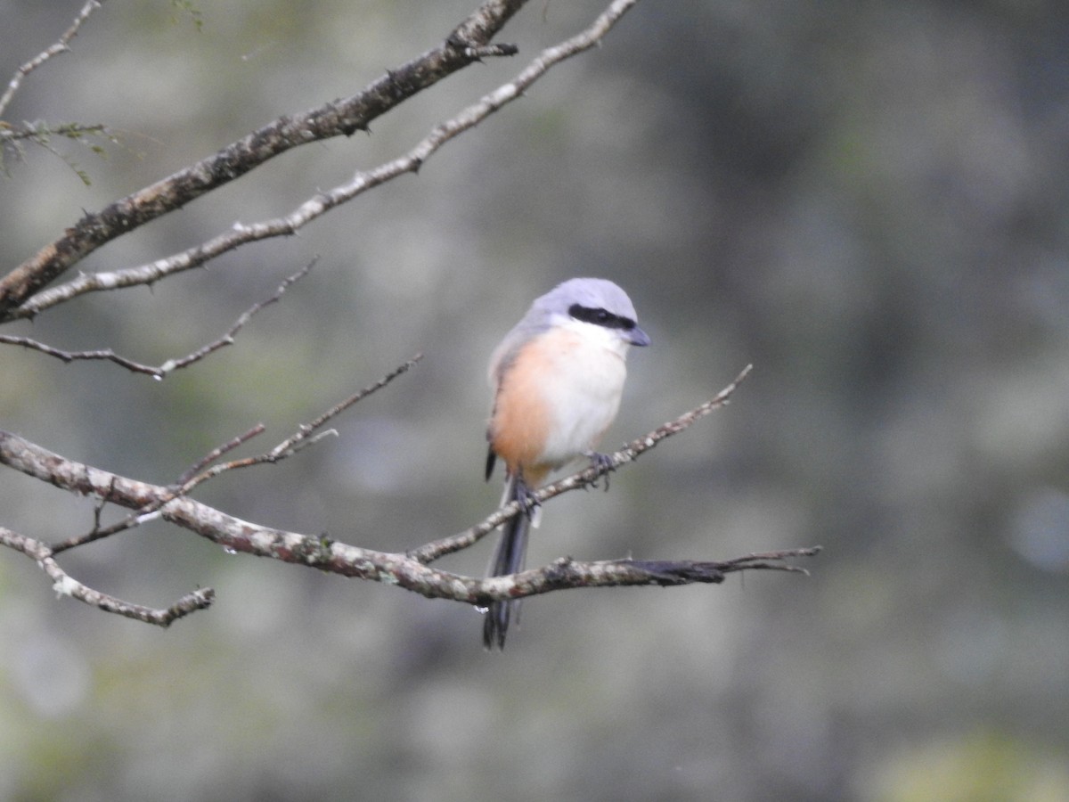 Long-tailed Shrike - ML386091931