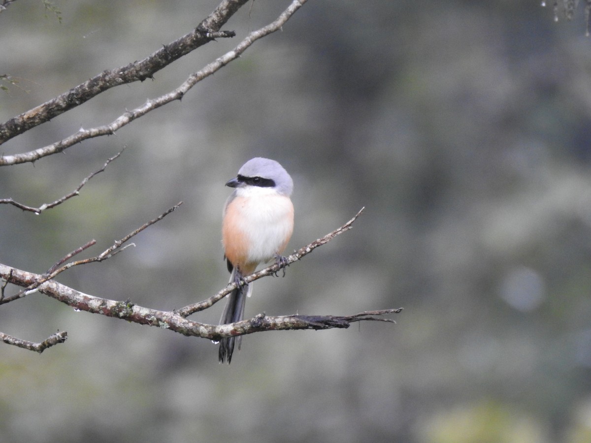 Long-tailed Shrike - ML386091961