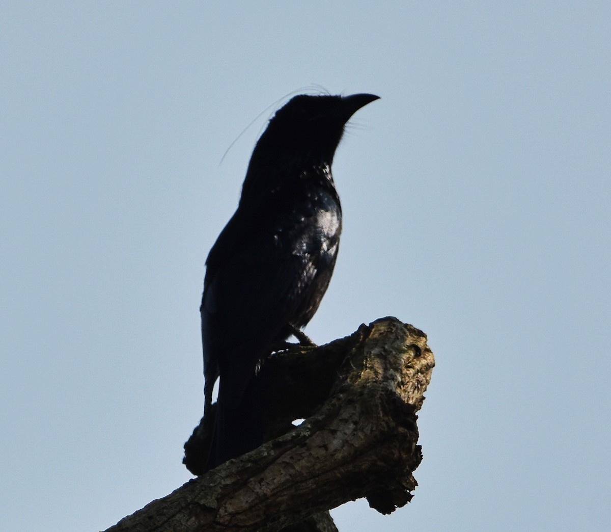 Hair-crested Drongo - ML386092011