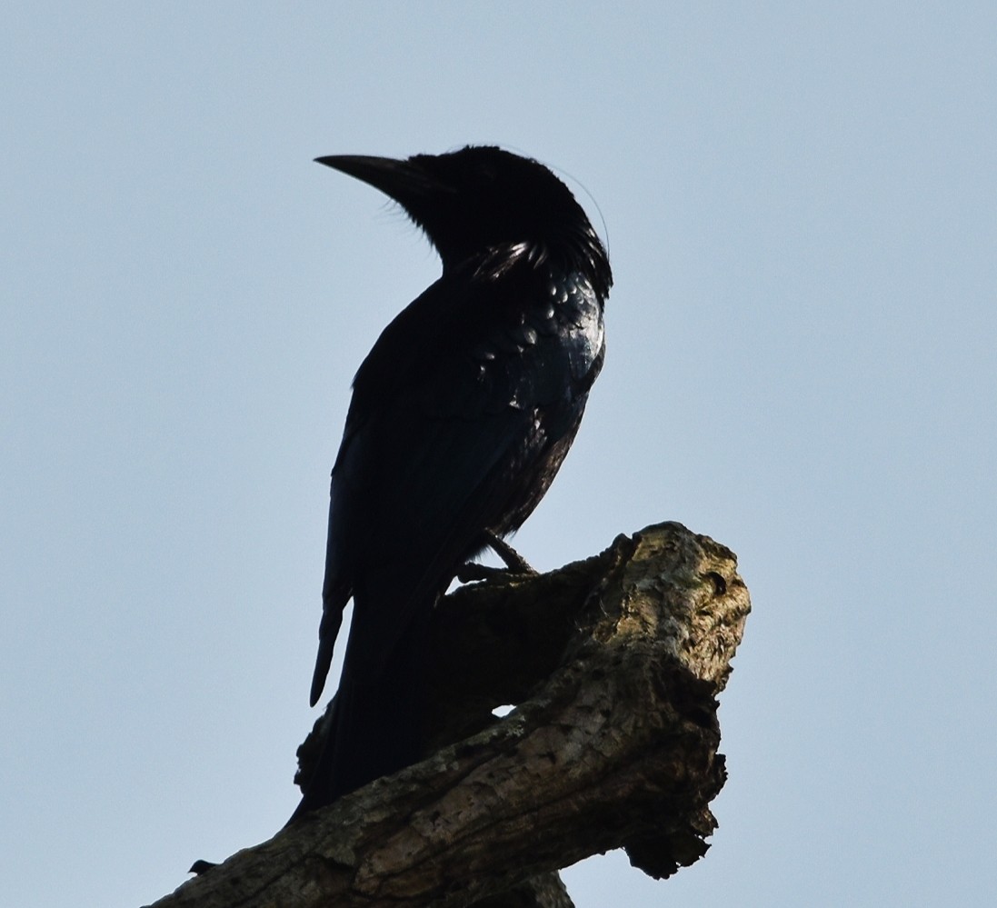 Hair-crested Drongo - ML386092161