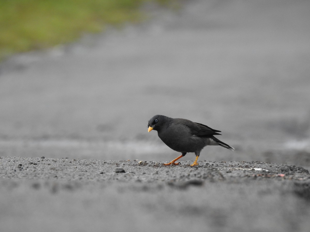 Jungle Myna - ML386092211