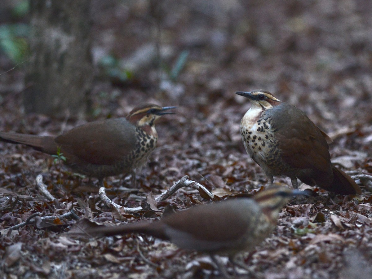 White-breasted Mesite - Alan Van Norman