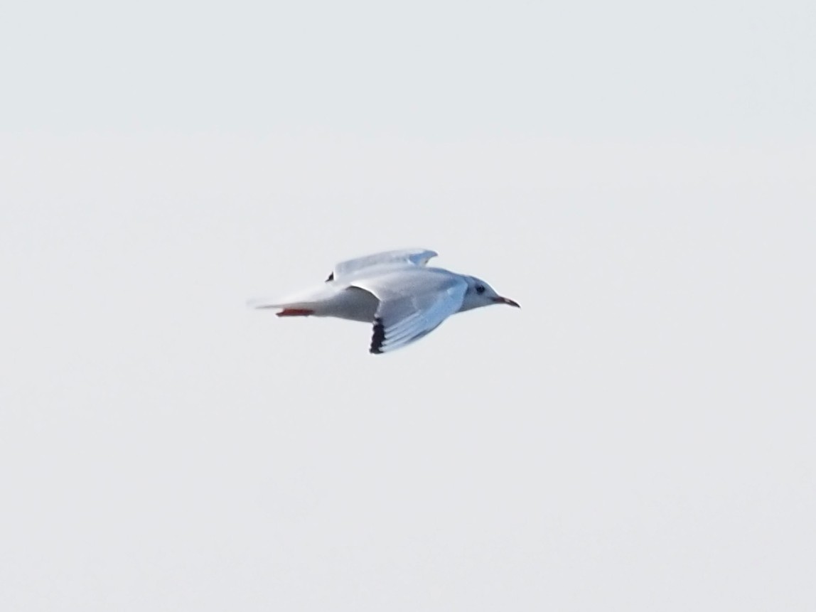 Mouette rieuse - ML386093521