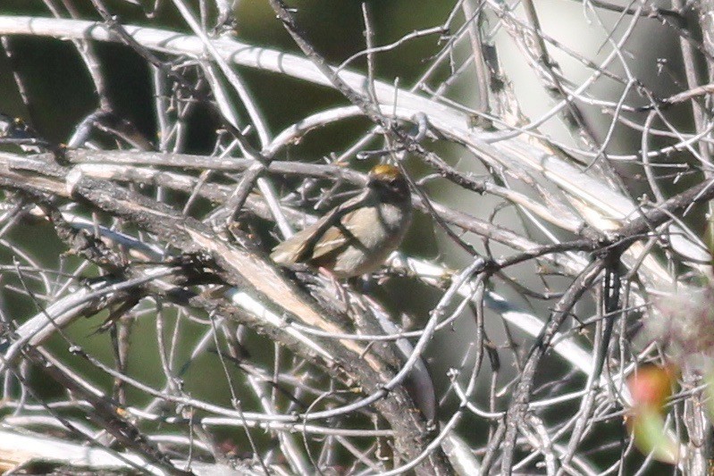 Golden-crowned Sparrow - Sarah Heinz