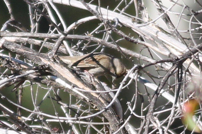 Golden-crowned Sparrow - ML386094071