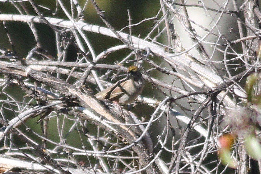 Golden-crowned Sparrow - ML386094081
