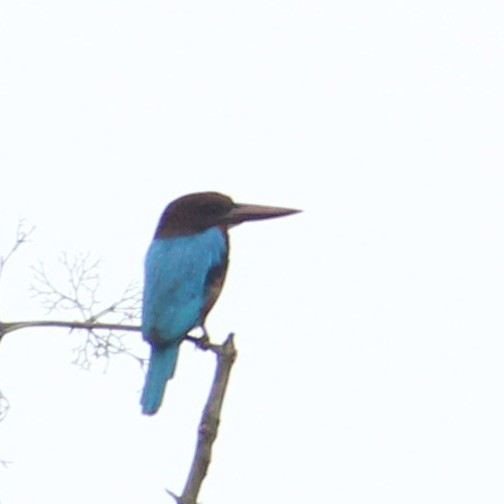 White-throated Kingfisher - ML386094451