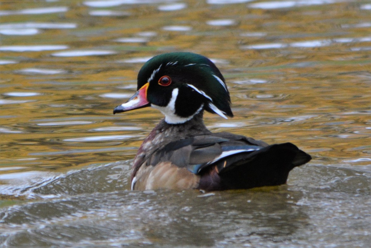 Wood Duck - ML38609511