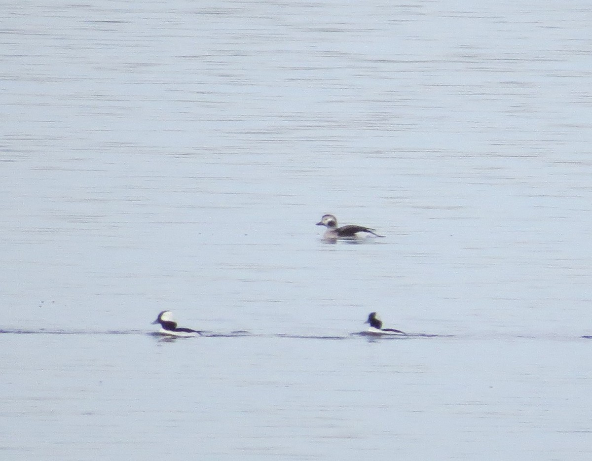 Long-tailed Duck - ML386095161