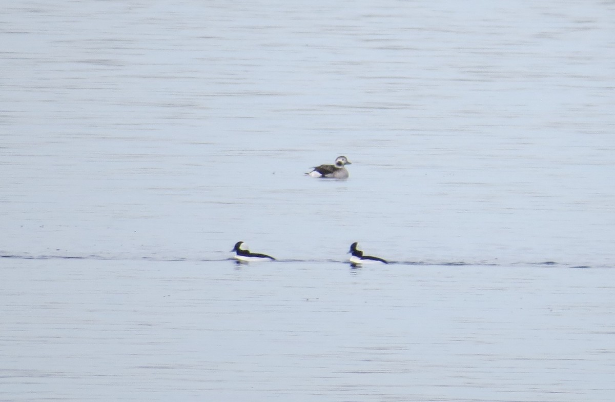 Long-tailed Duck - ML386095291