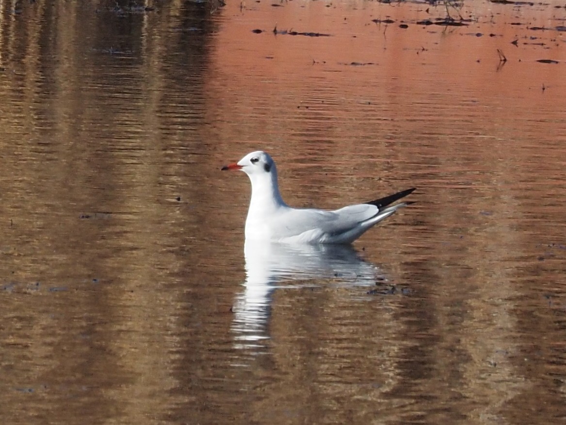 Black-headed Gull - Kostyantyn Grinchenko