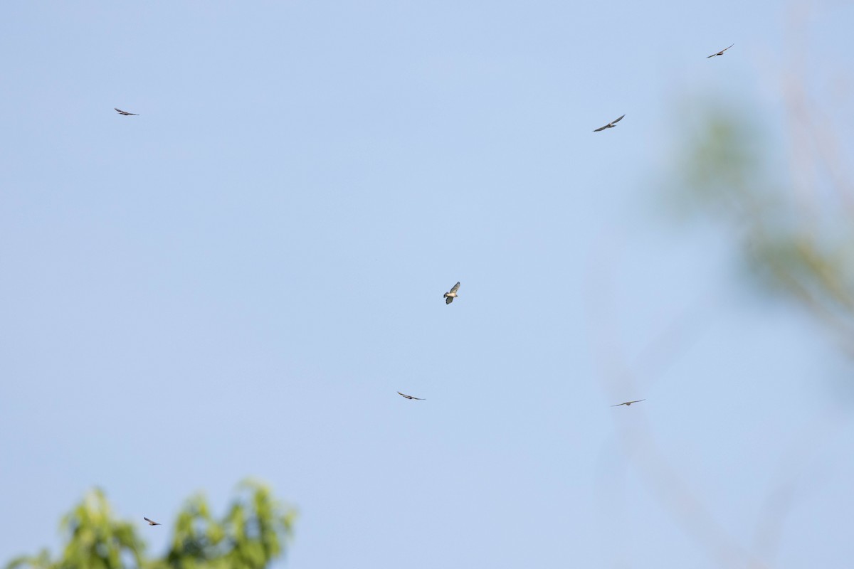 Broad-winged Hawk - Doug Gochfeld