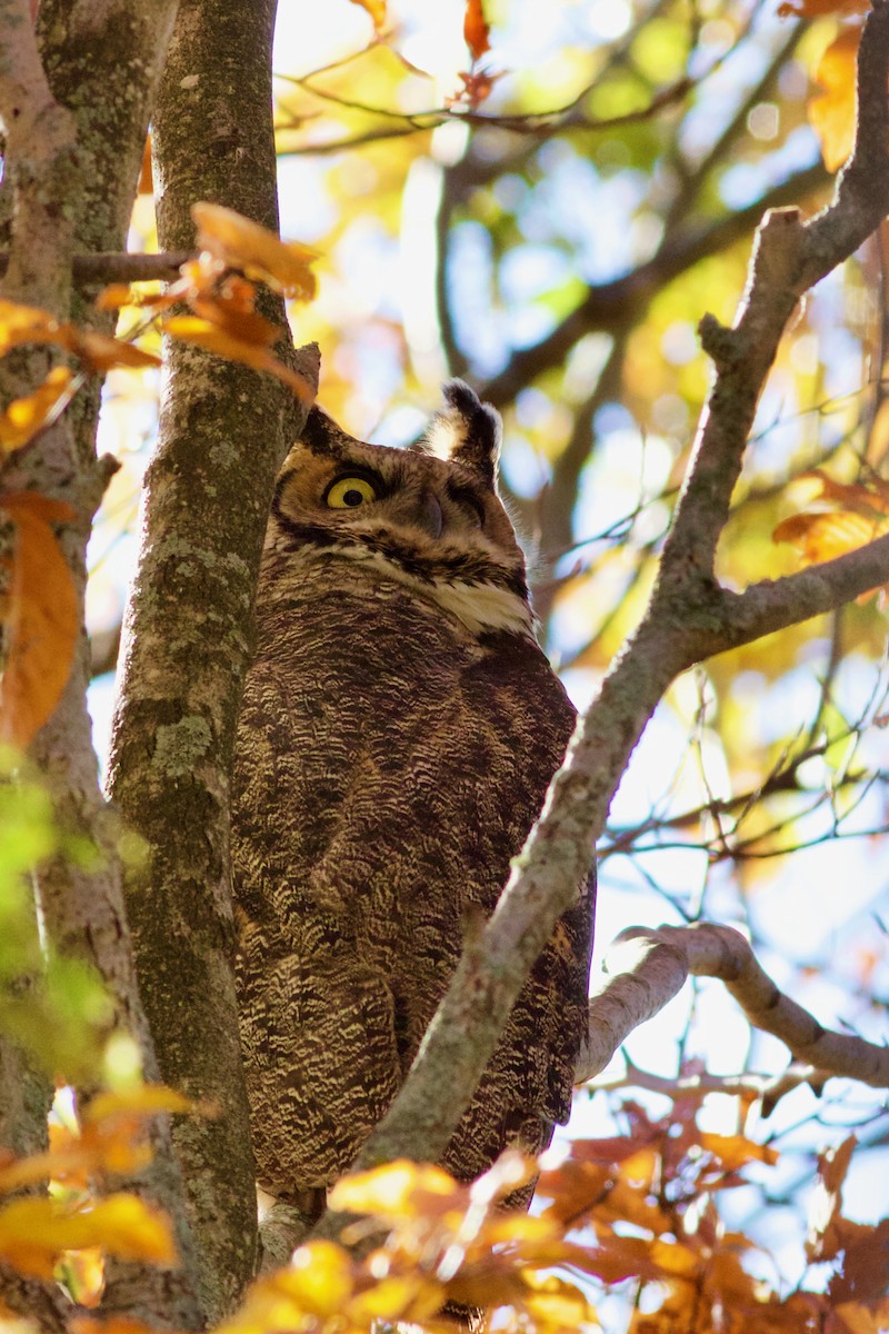Great Horned Owl - ML386098261
