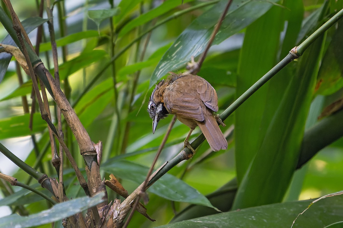 Gray-throated Babbler - ML386099601