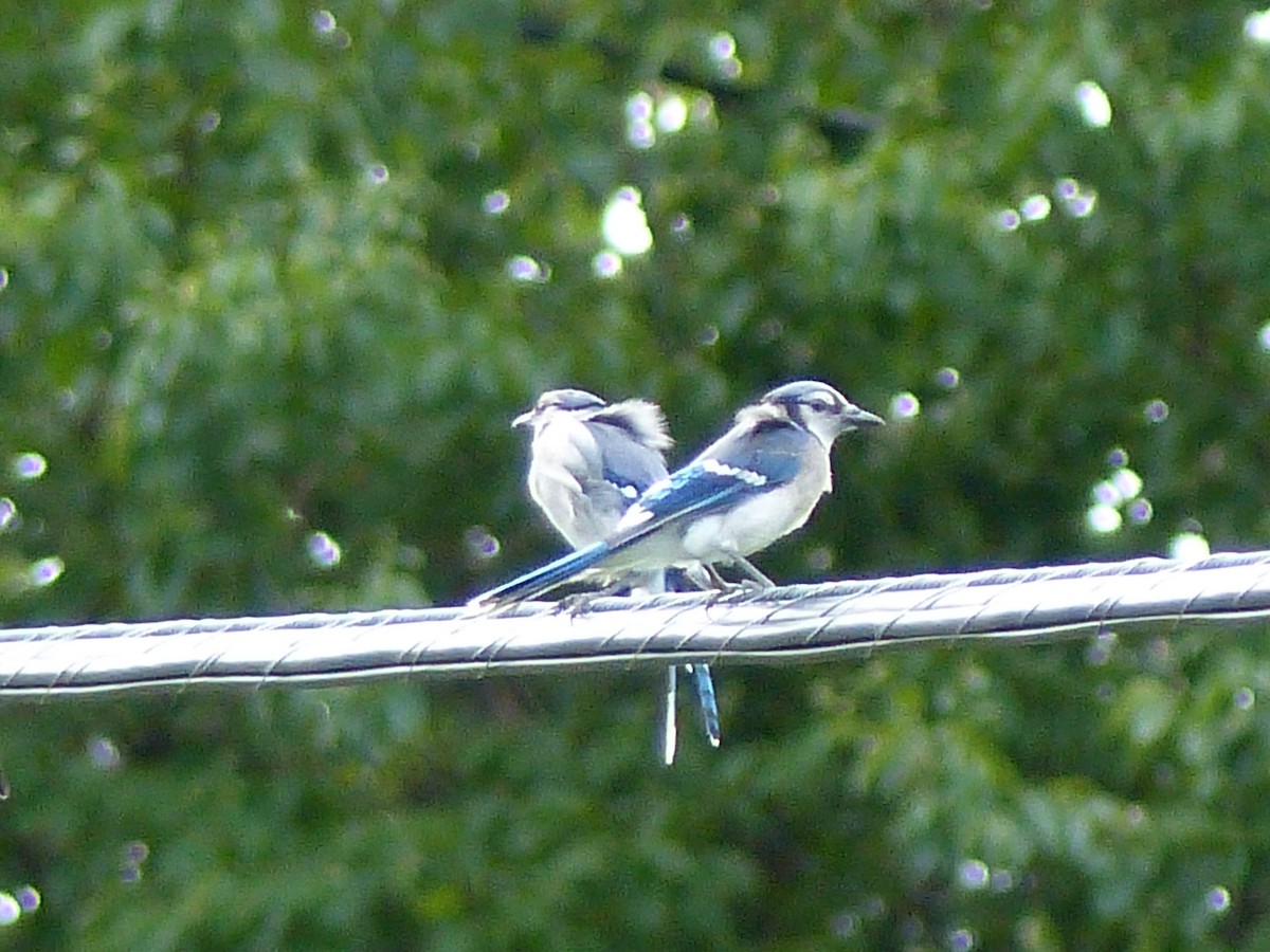 Blue Jay - ML38610051