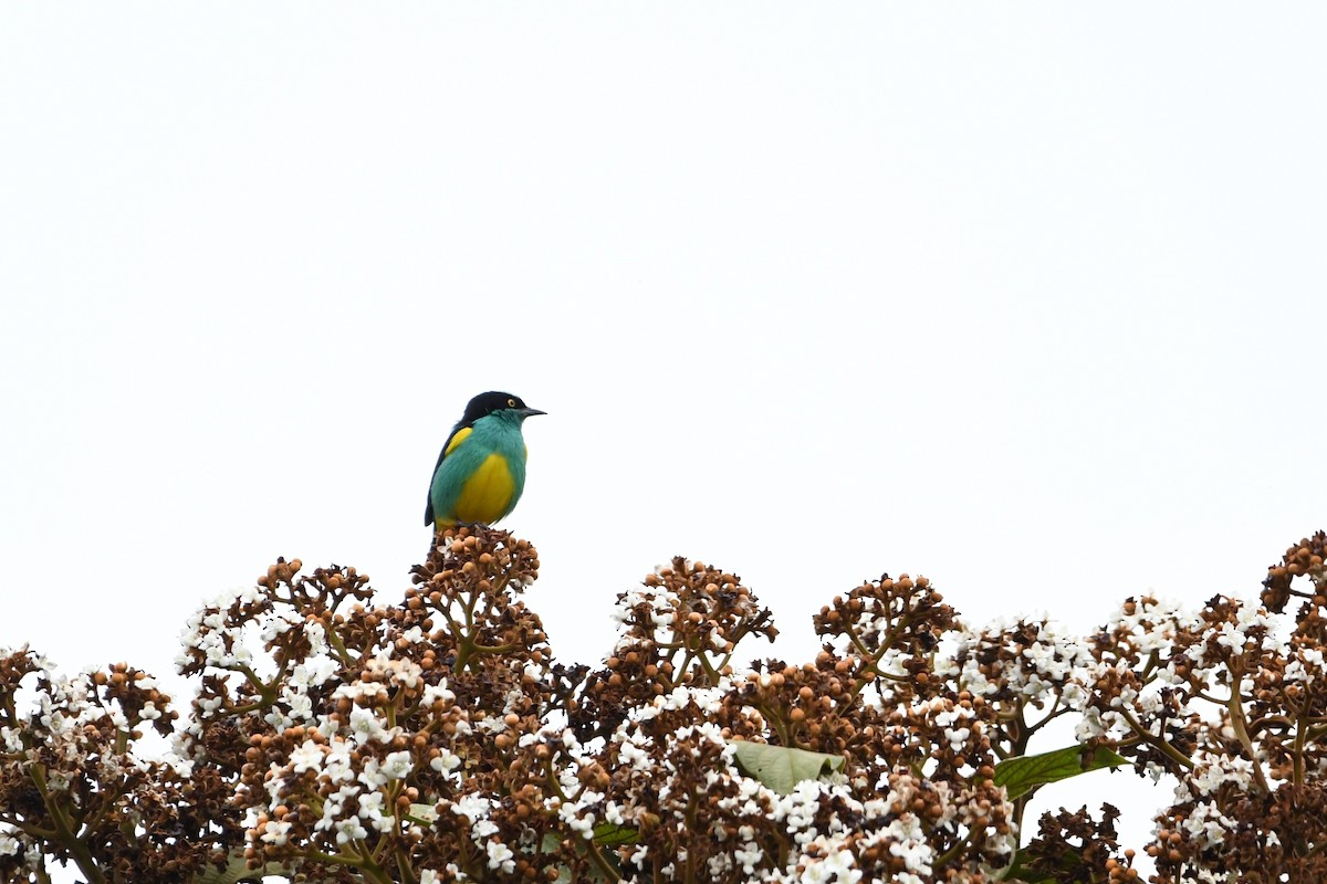 Black-faced Dacnis - ML386100511