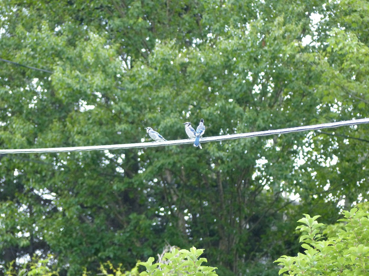 Blue Jay - ML38610121