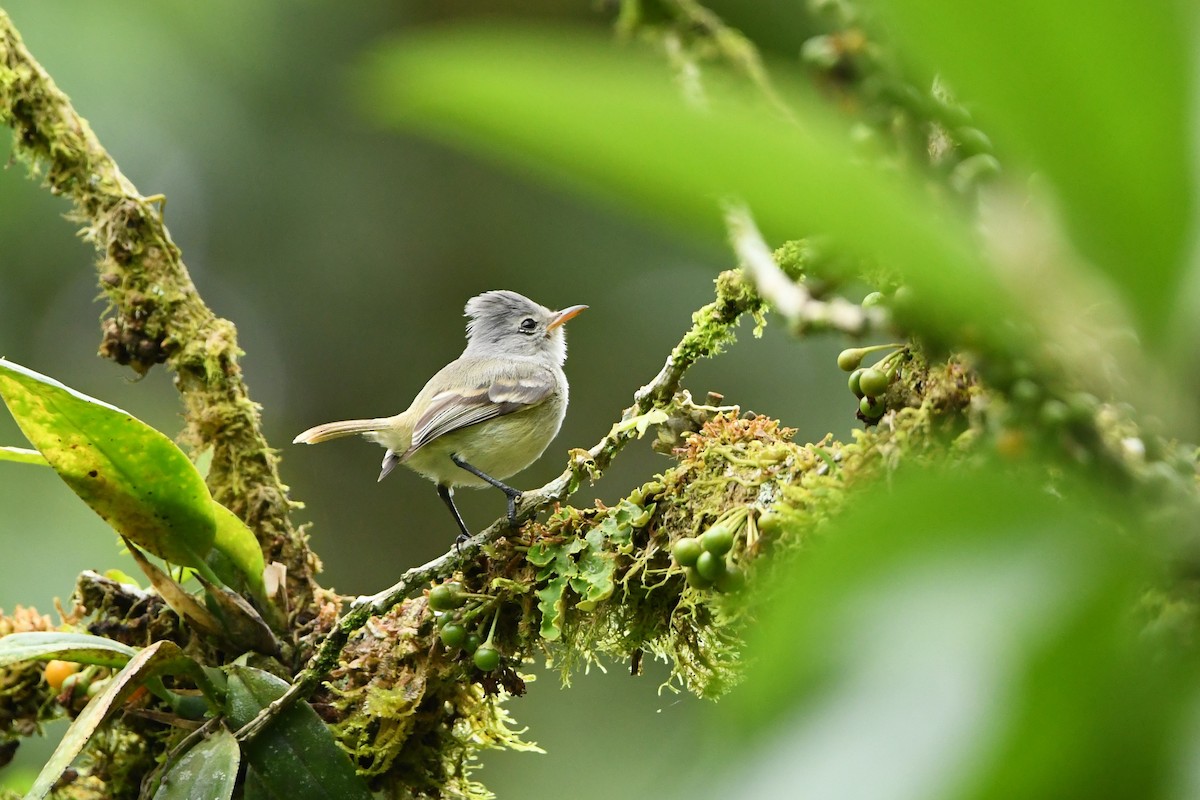 Tyranneau passegris - ML386101541