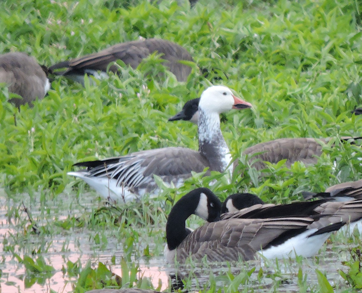 Snow Goose - ML386102921