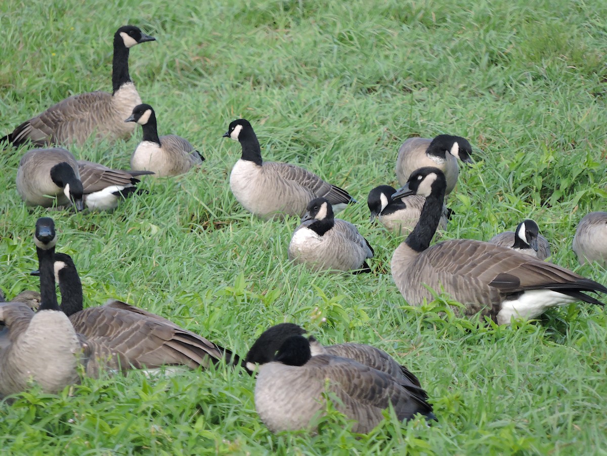 Cackling/Canada Goose - ML386103141