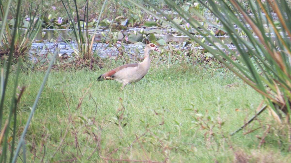 Egyptian Goose - Mwangi Gitau.