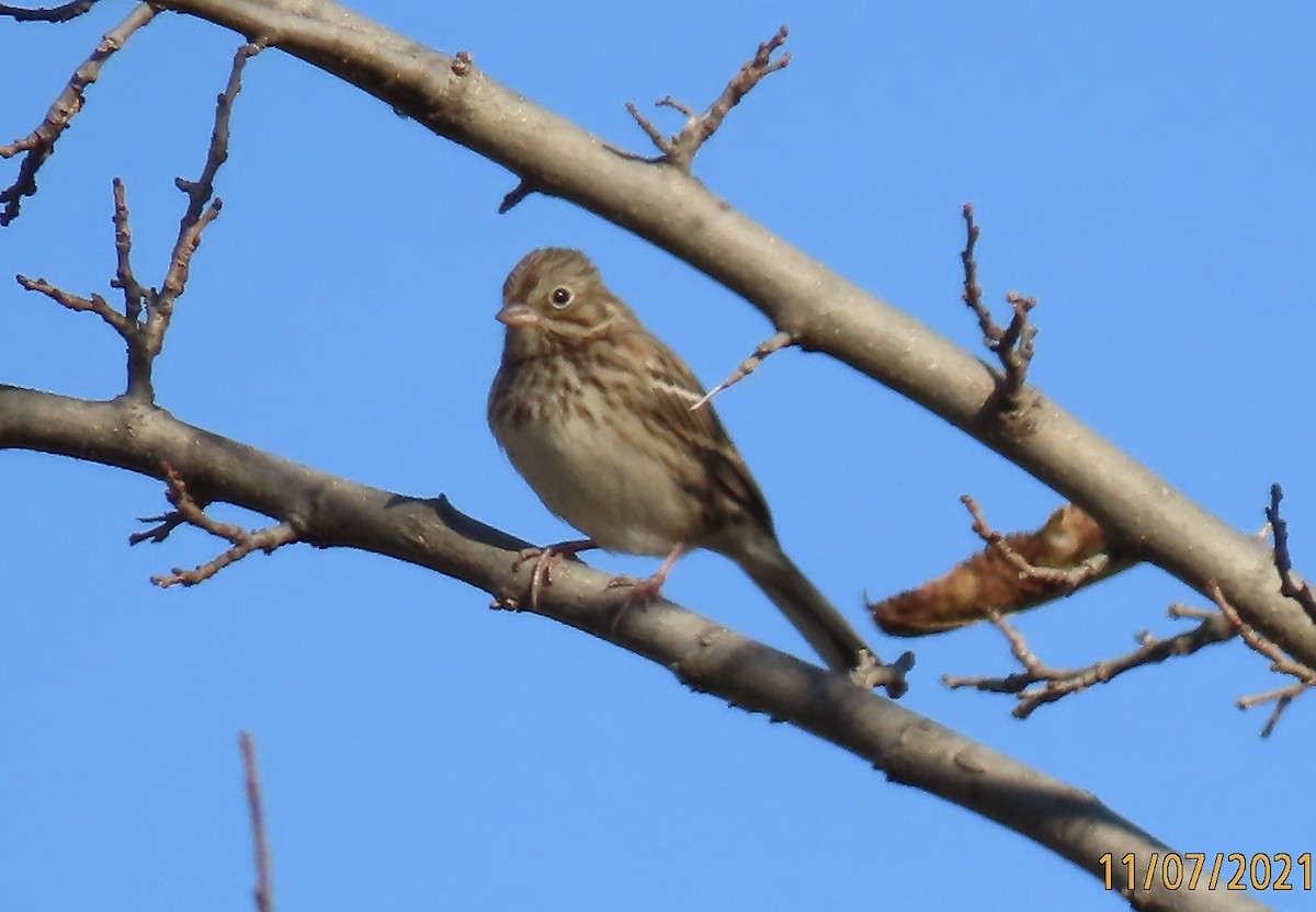 Vesper Sparrow - ML386104521