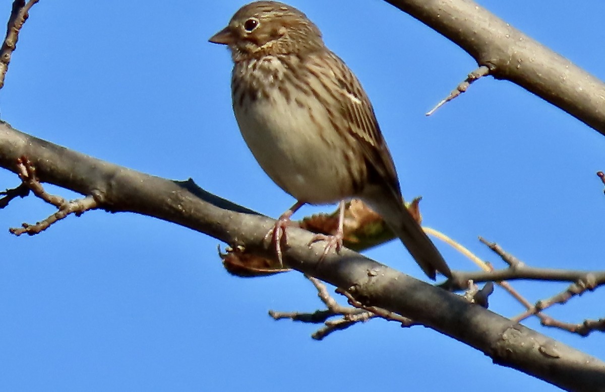 Vesper Sparrow - ML386104541