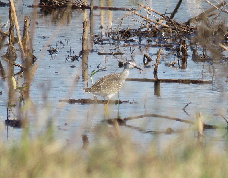 Lesser Yellowlegs - ML38610551