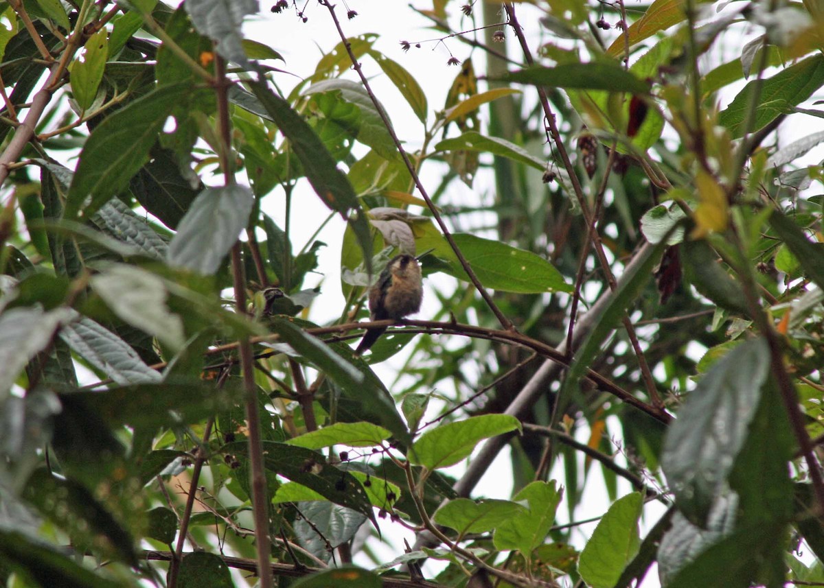 Speckled Hummingbird - ML386105841