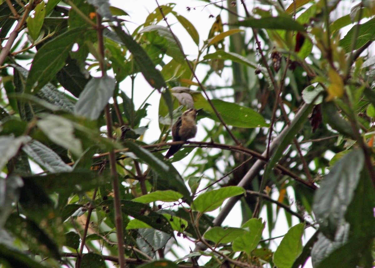 Speckled Hummingbird - ML386105851