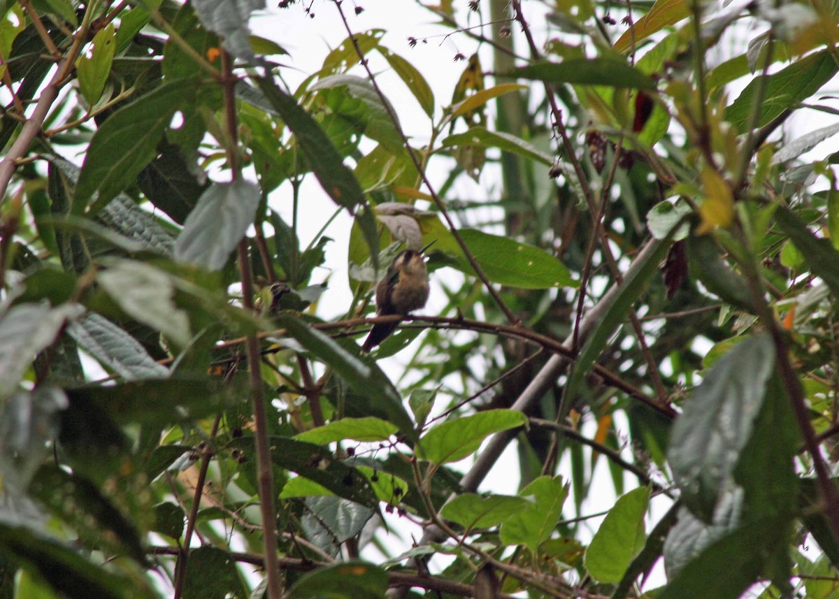 Speckled Hummingbird - ML386105861